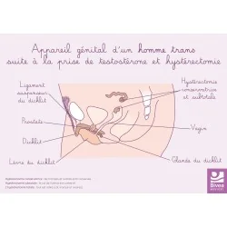 Schéma Appareil génital...