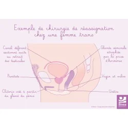 Schéma anatomique...