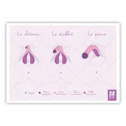 Schéma anatomique Clitoris...