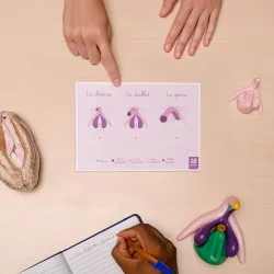 Schéma anatomique Clitoris...